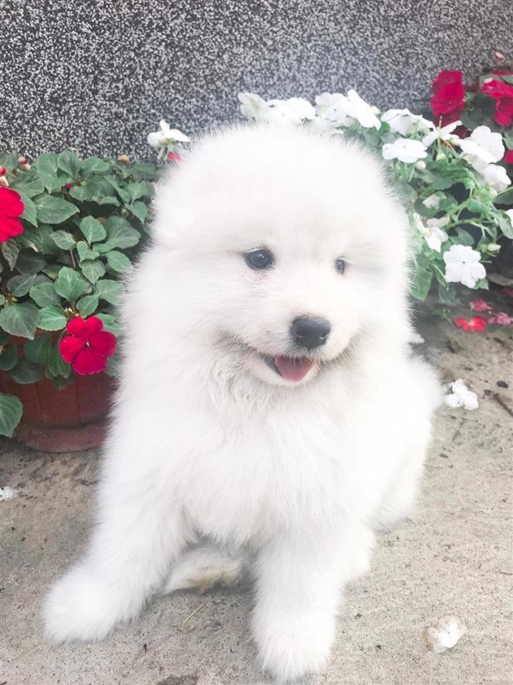 Sibirski-samojed-štenci