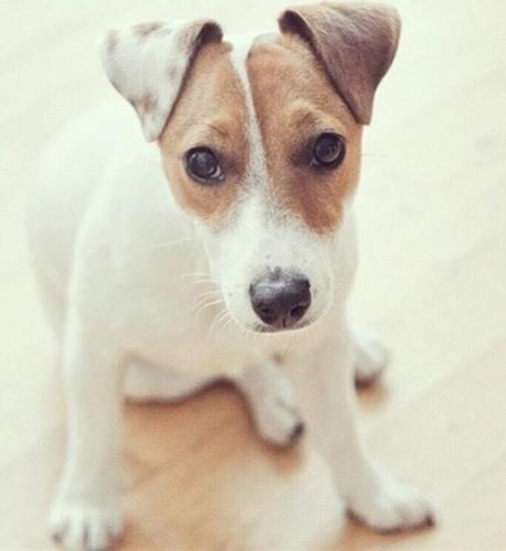 Dzek Rasel Terijer stenci