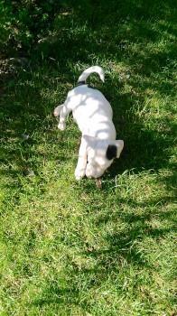 Jack-russel-terrieri
