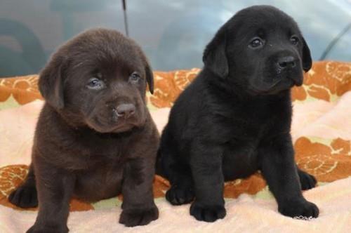 Labrador retriver