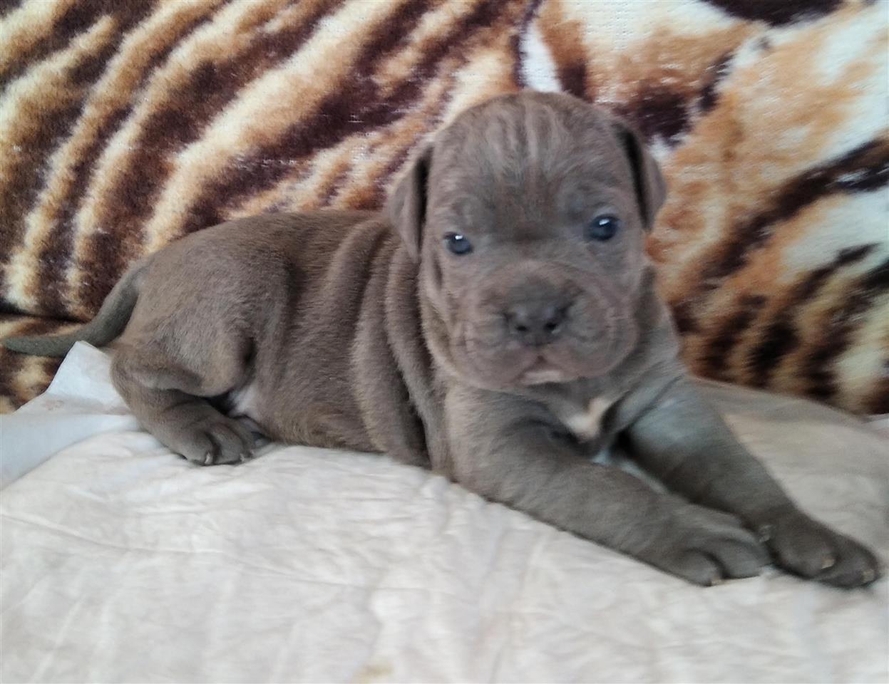 Cane-Corso-stenci