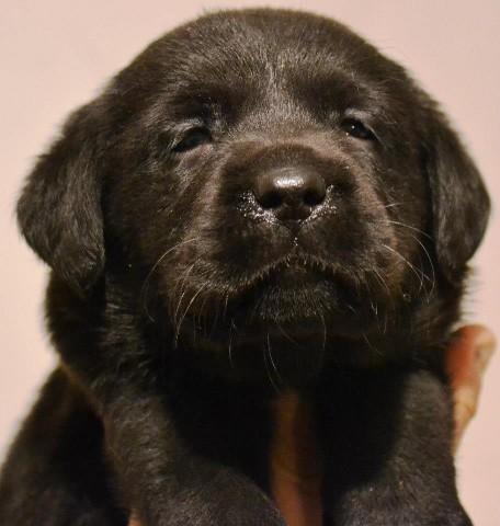 Labrador-retriver---stenci-