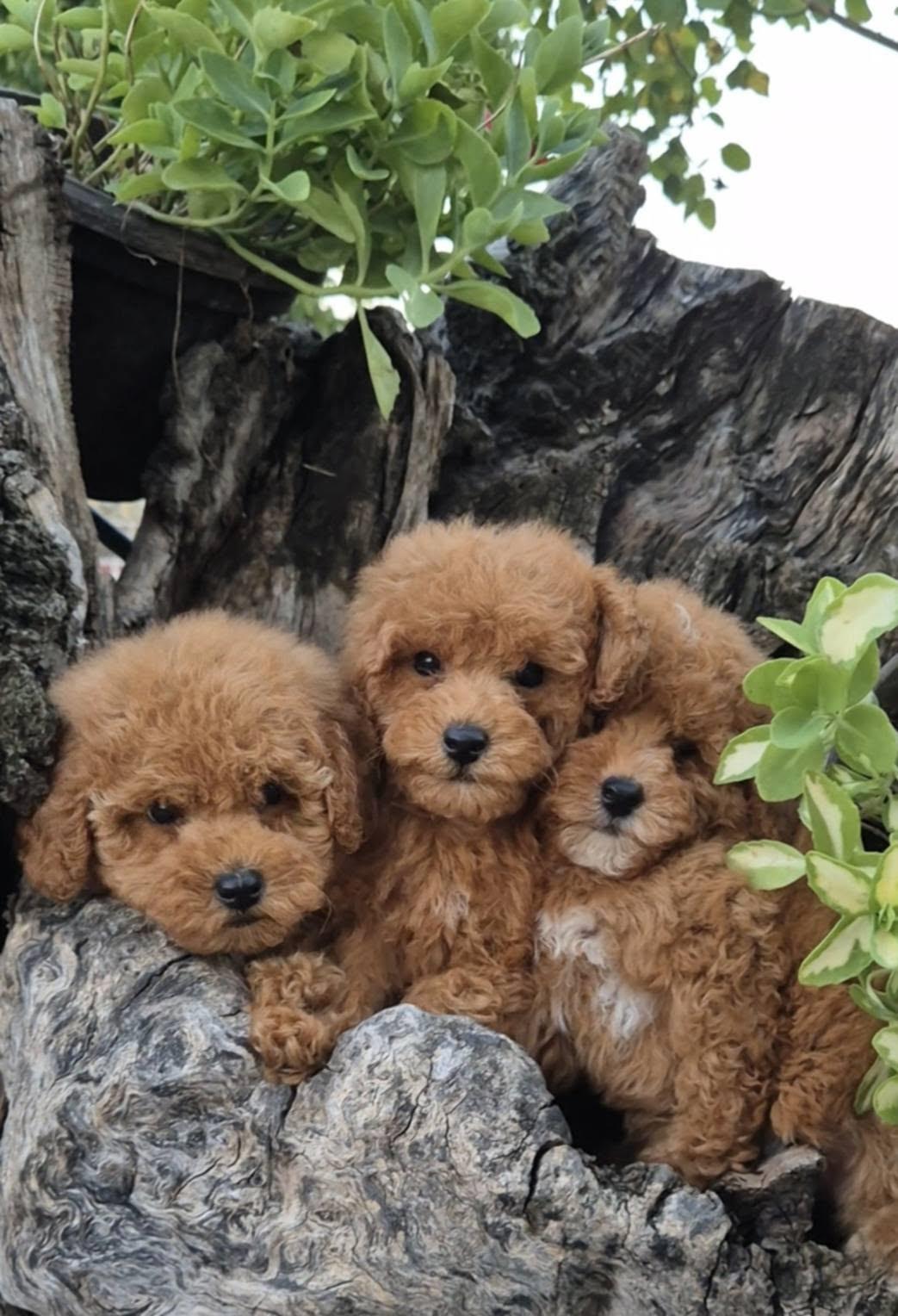 Pudle-i-maltipoo--prelepi-štenci