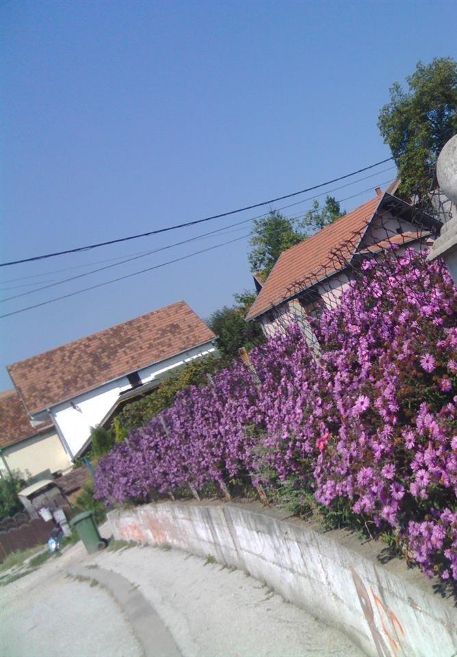 NA-PRODAJI-CVEĆE-