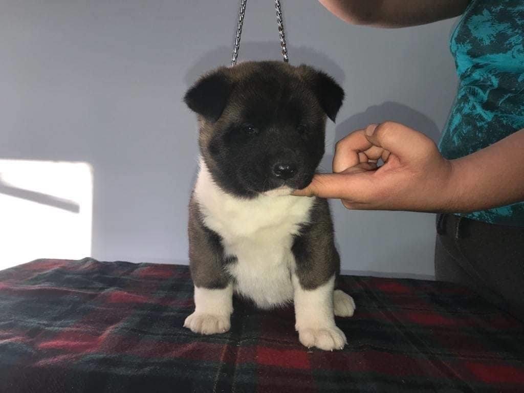 Američka-akita-prelepi-štenci