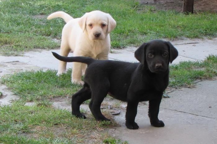 labrador-retriver-stenad