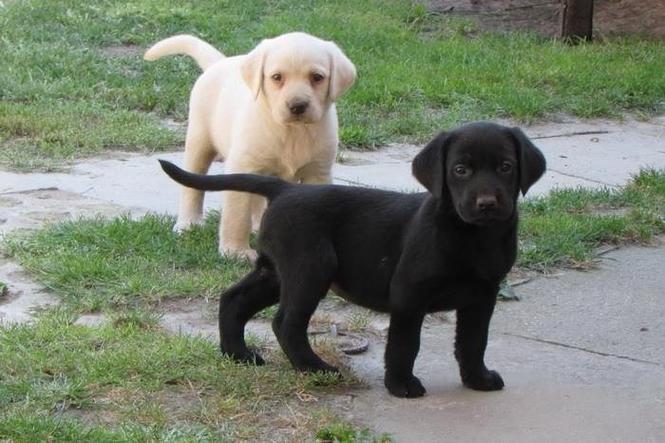 labrador retriver stenad