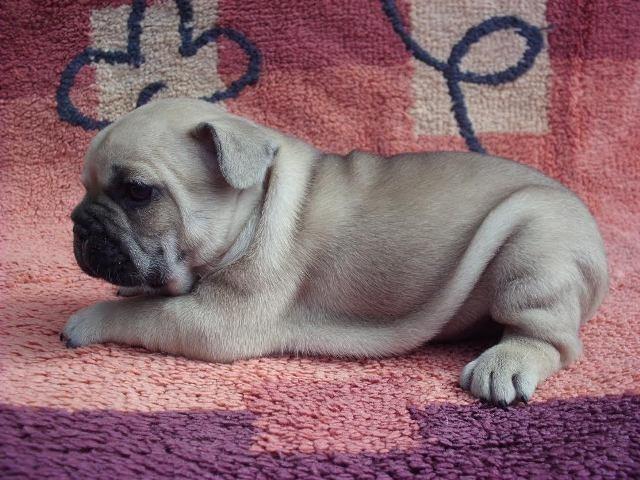 Francuski-buldog-stenad