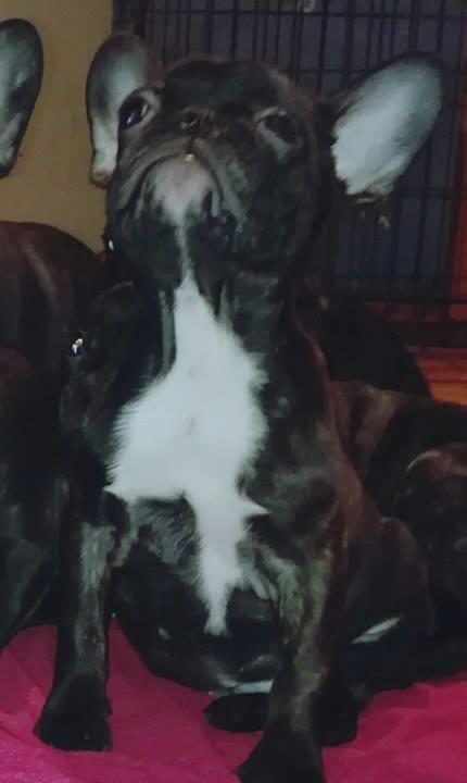 Francuski-buldog