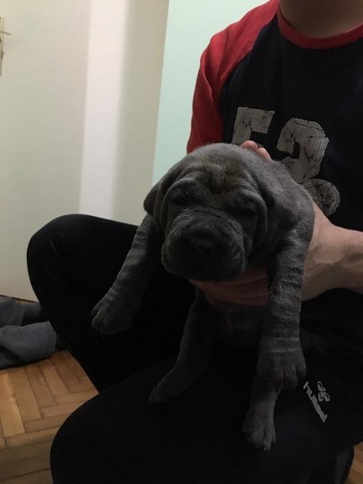 Cane-corso-štenci