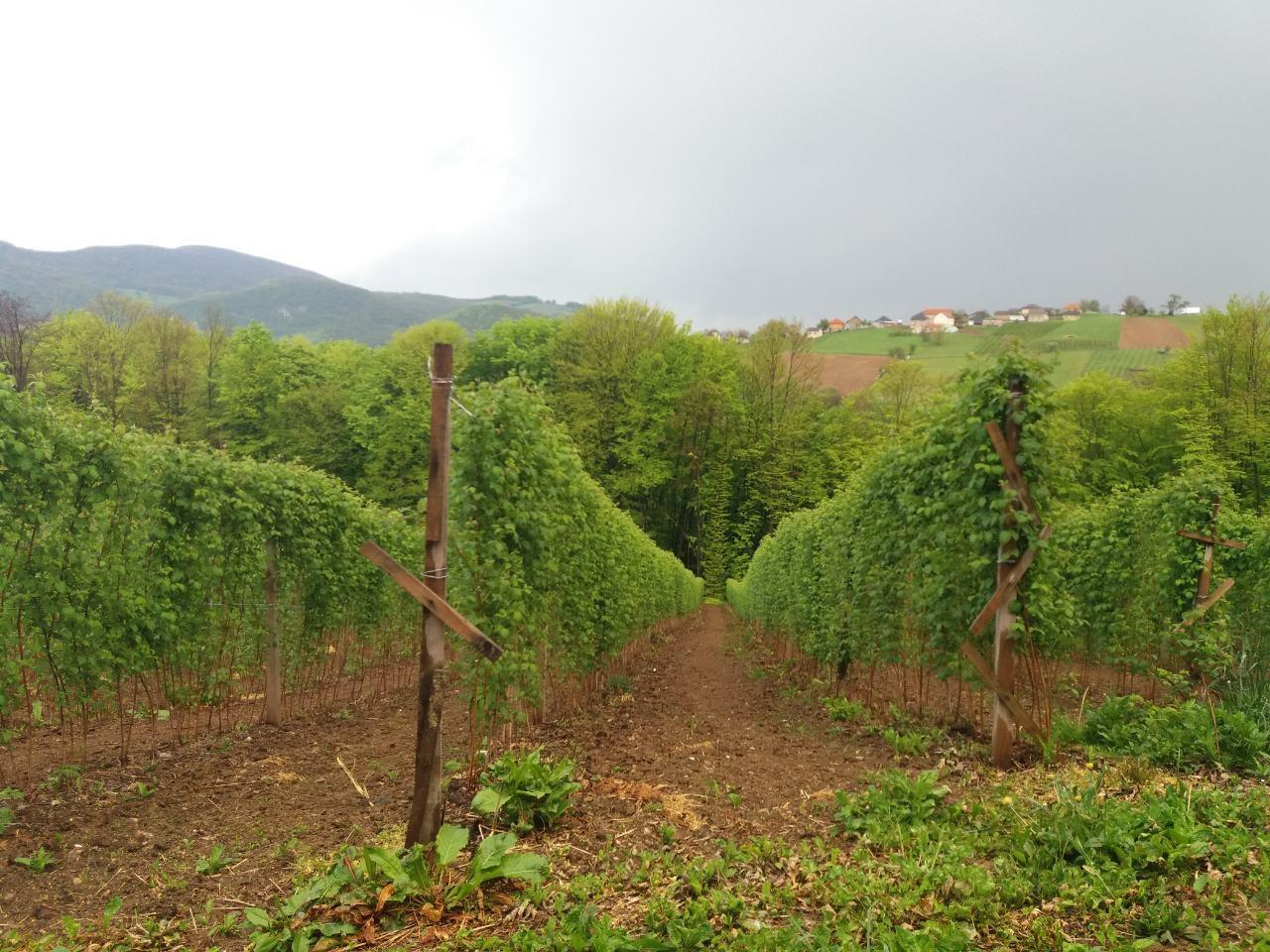 Berba-Maline-