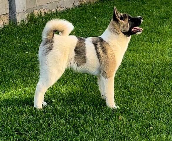 Američka-Akita-