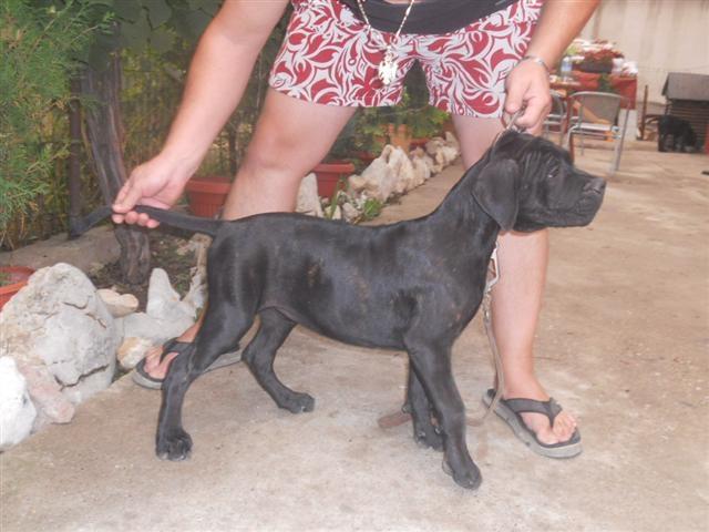 Cane-Corso-stenci