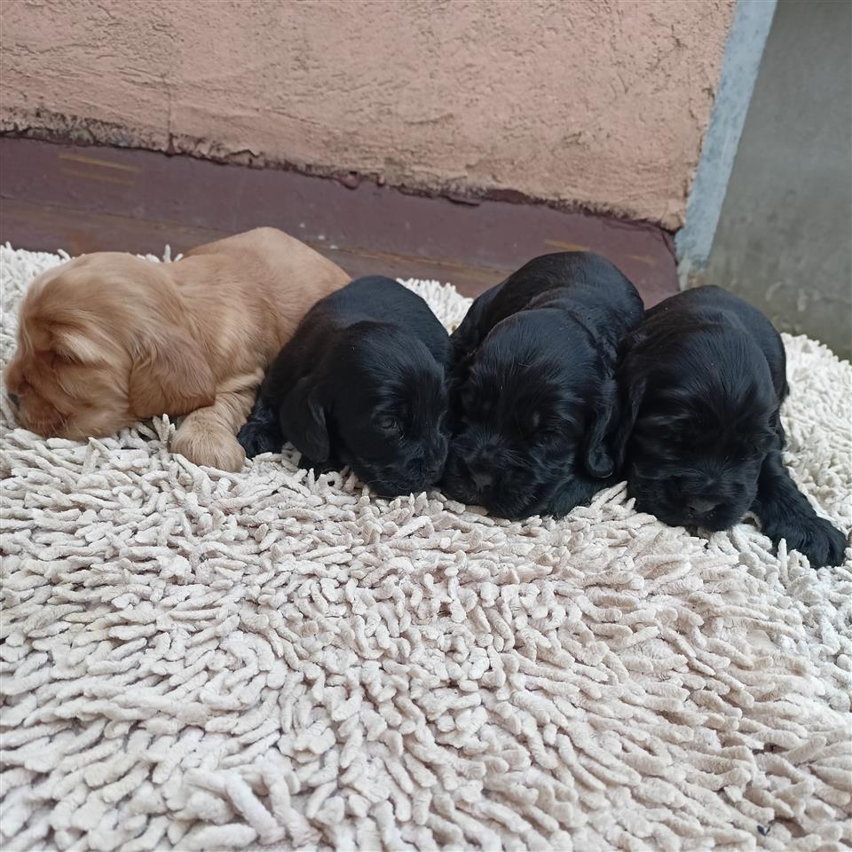 Engleski-koker-španijel-