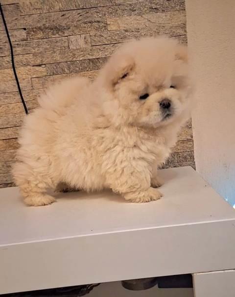 Chow-Chow--Čau-Čau--štenci