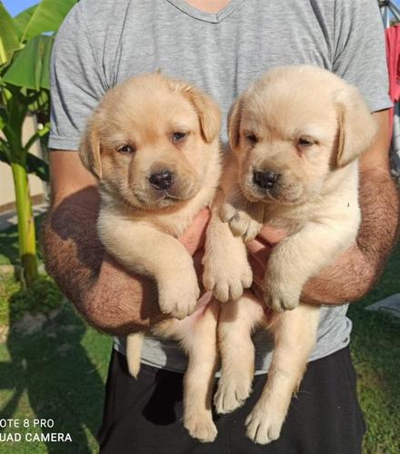 Labrador retriver 