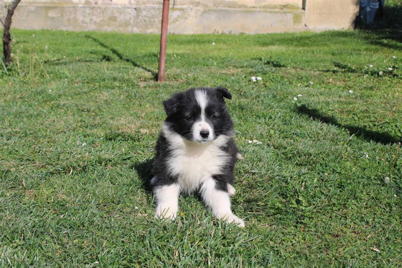 Štenci-Border-Collie