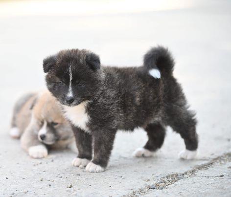 Akita-inu-štenci-
