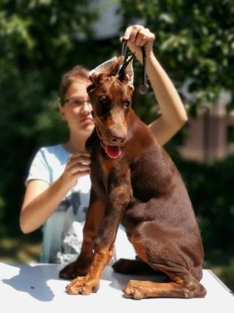 DOBERMAN-VRHUNSKO-ŠTENE-----