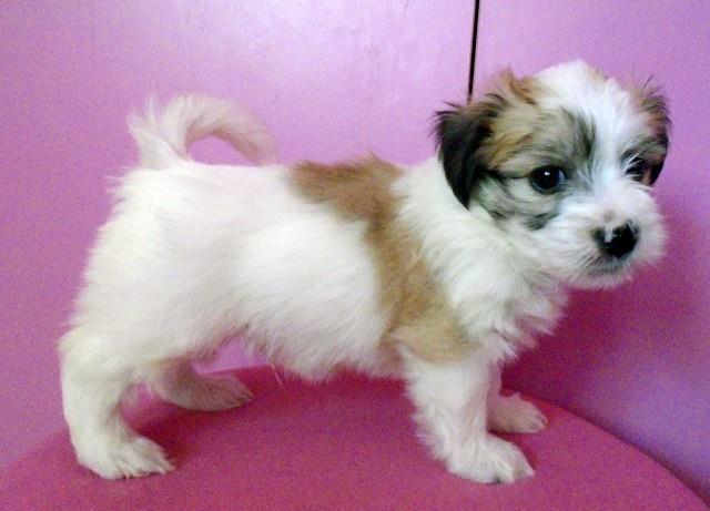 Coton de Tulear Tulearski pas