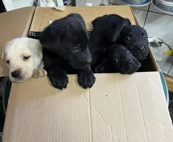 Labrador štenci 