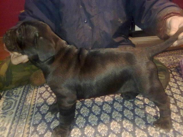 Cane-corso-stenci