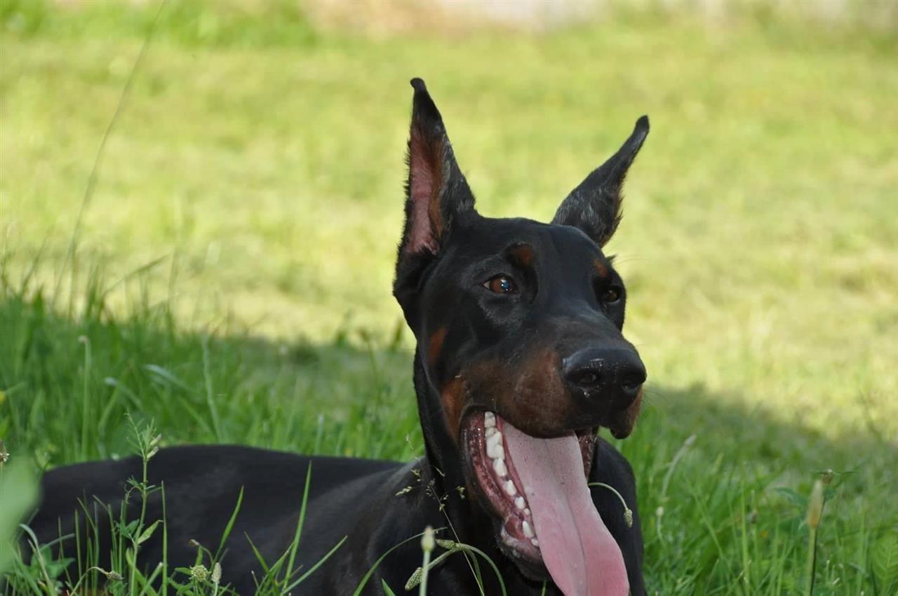 Doberman-štenci