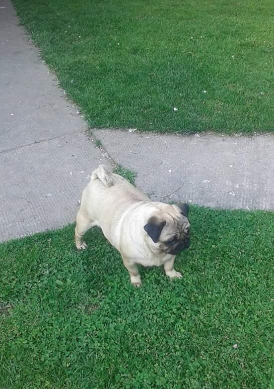 Mops-stenci
