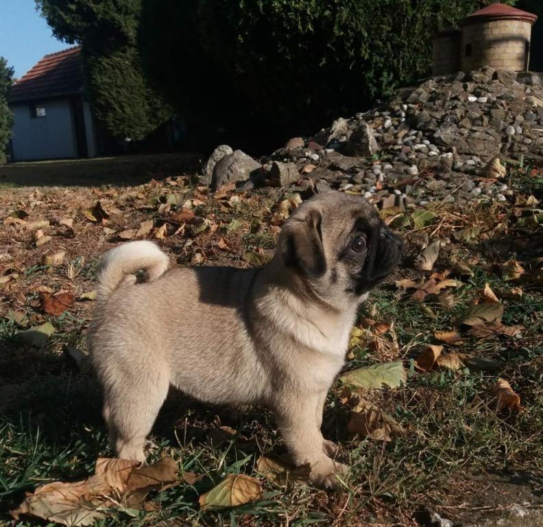 Mops-vrhunsko-musko-stene