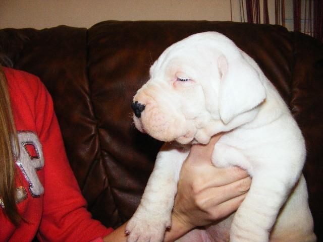 Dogo-Argentino-stenci