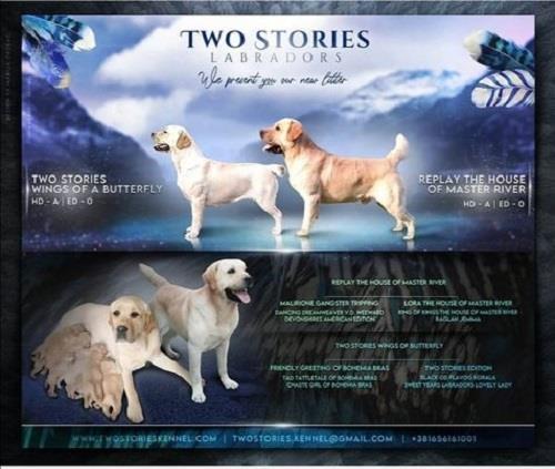 Labrador-retriver-