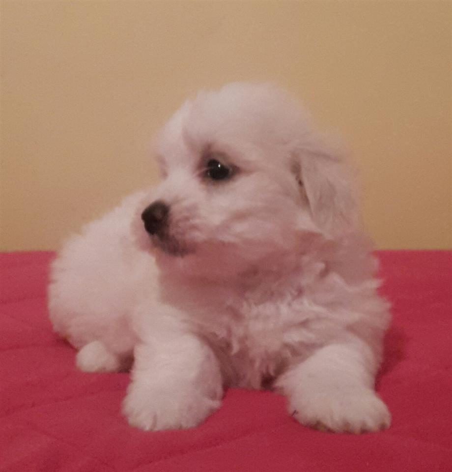Coton-de-Tulear