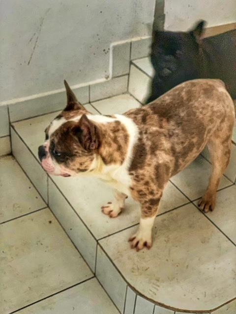 Francuski-buldog