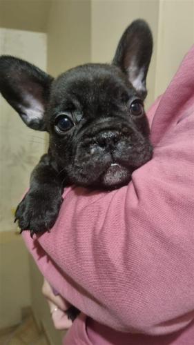 Francuski Buldog