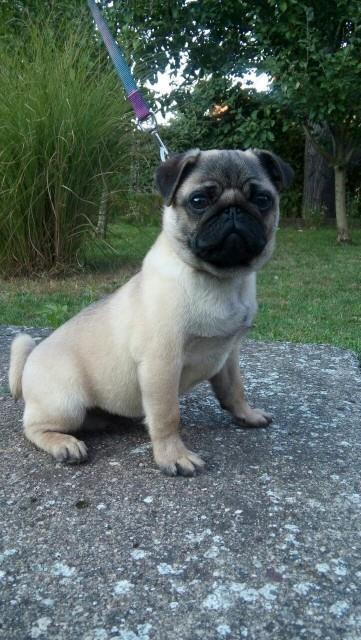 Mops