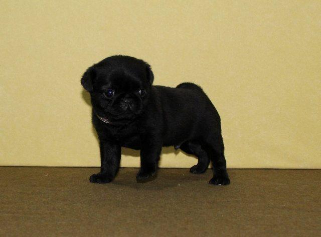 Mops-i-Cavalier-K-C--Spaniel--stenci