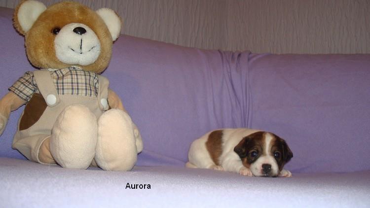 Jack-Russell-terrier-