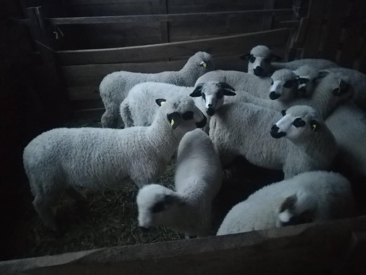 Umatičenu-jagnjad