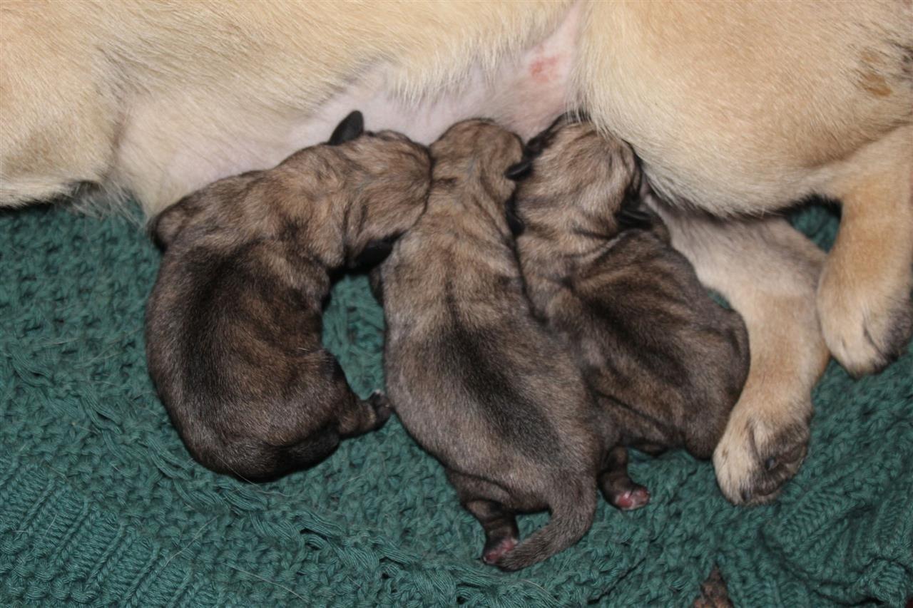 Mops