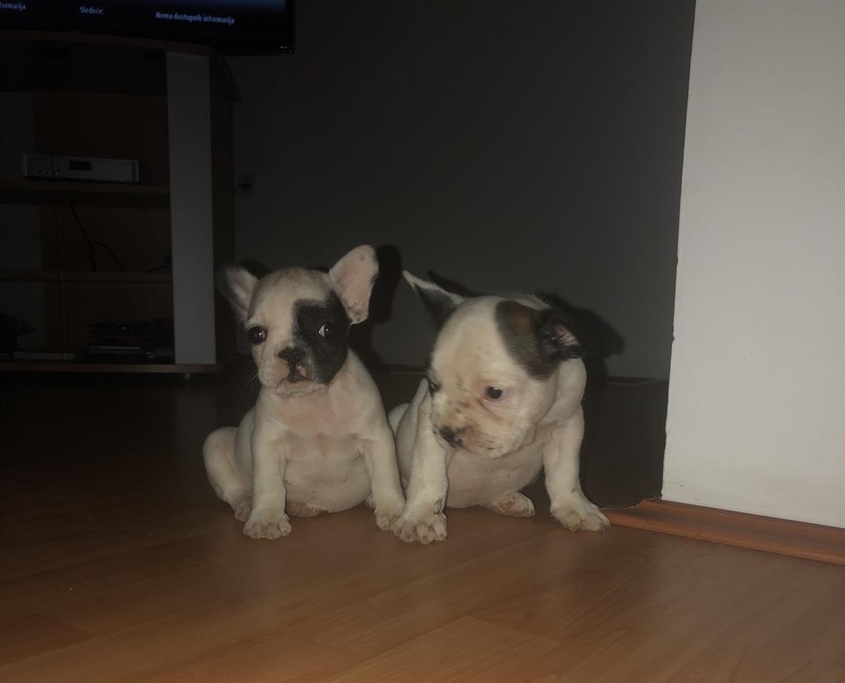 Francuski-buldog-štenci