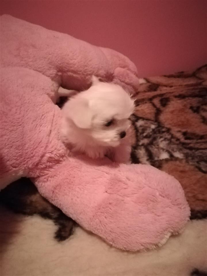 Na-prodaju-mini-Maltezeri