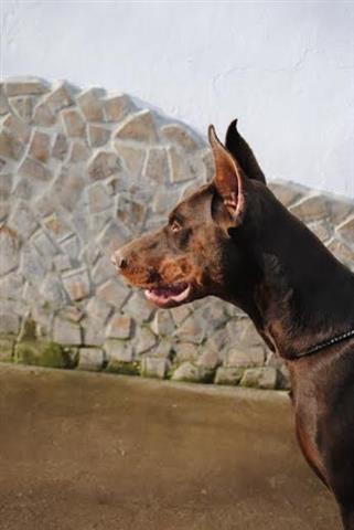 Doberman---stenci-