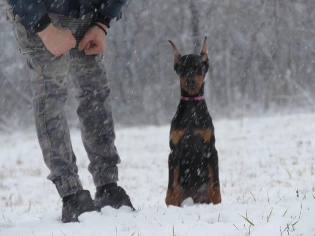 Doberman-štenci
