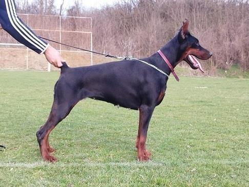 Doberman-stenci