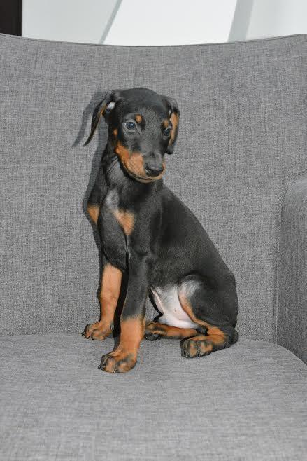 Doberman-stenci-