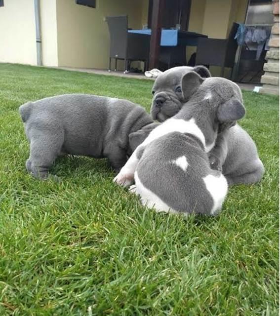 Francuski-buldog-