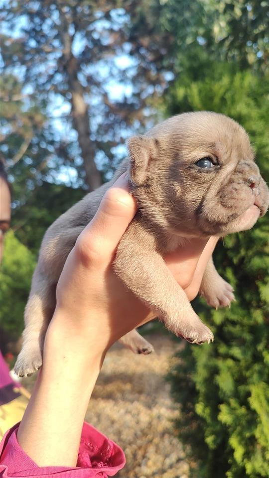 Francuski-Buldog