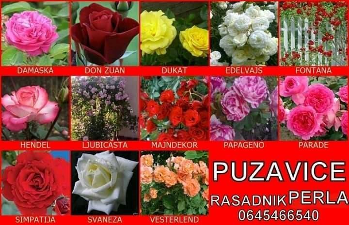 RASADNIK-PERLA