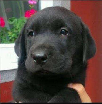 Labrador-Retriver--žensko-štene