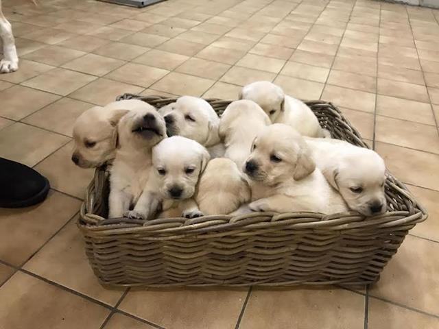 Labrador retriver stenci 